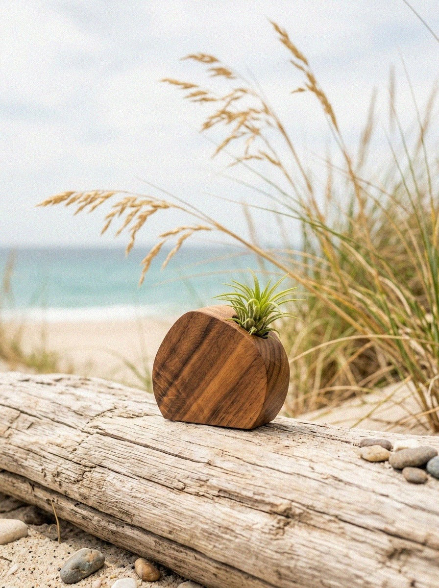 Little Air Plant Holder