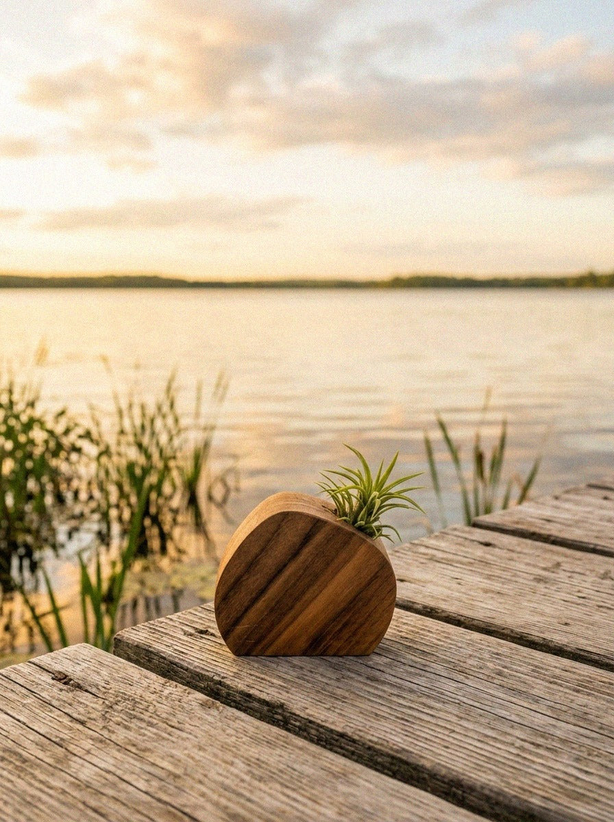 Little Air Plant Holder
