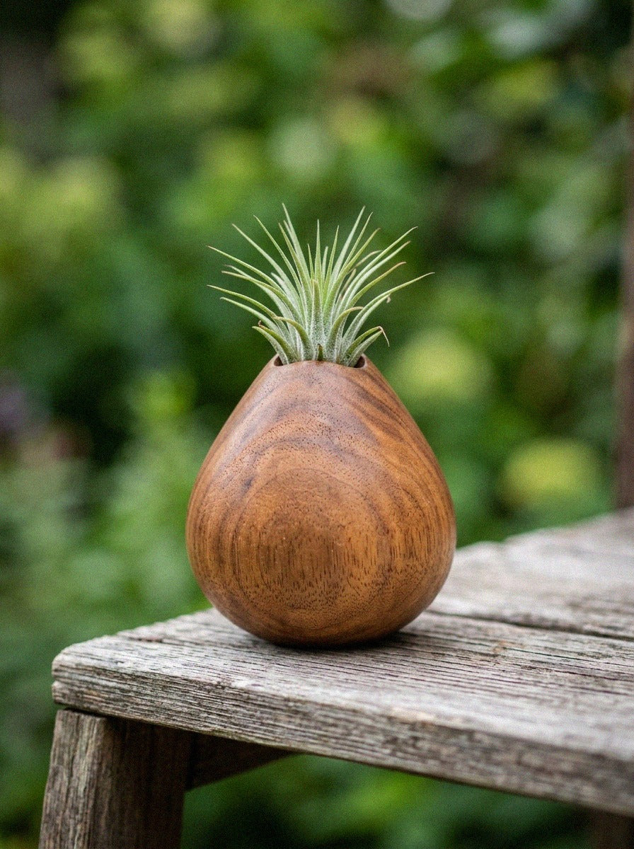 Little Air Plant Holder