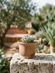 Flute Bonsai & Succulent Pot